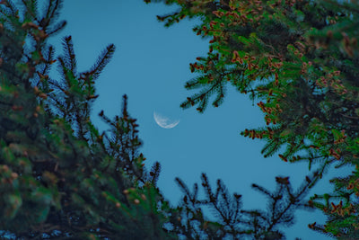 Gardening with the Moon: guest blog post by Erin Duffy Osswald