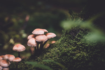 Grounding Practices & the Magic of Mushrooms