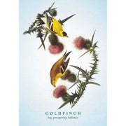 Spiritual Meaning of Birds Oracle Deck