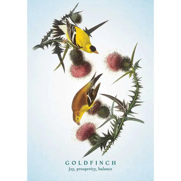 Spiritual Meaning of Birds Oracle Deck