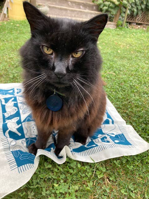Cozy Cats Bandana