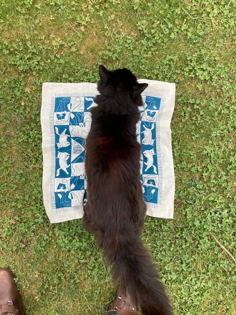 Cozy Cats Bandana